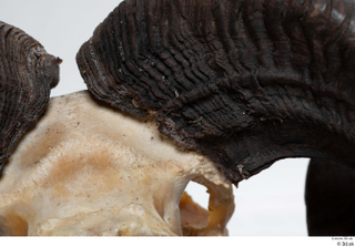 Skull Mouflon Ovis orientalis head horns skull 0039.jpg